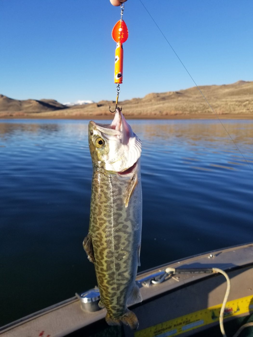 Jigg's Lures LLC photo 4