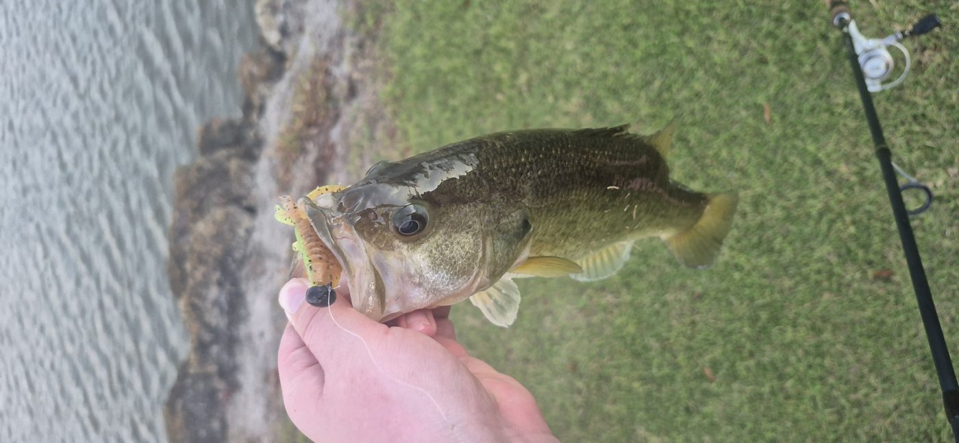 Little Gus Baits photo 3