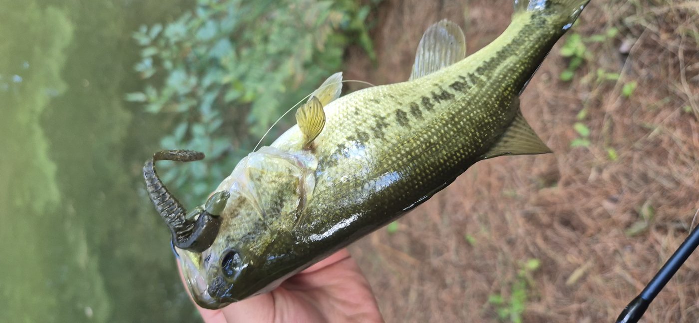 Little Gus Baits photo 5